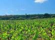 The Rioja Region & Wine Production