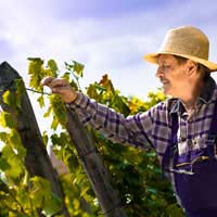 Viticulture Viniculture History