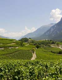 Rhone Chateauneuf Du Pape Syrah Grenache