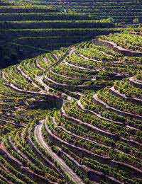 Portuguese Wine Regionsvinhos