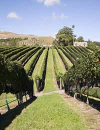Neew Zealand Winechardonnay Pinot Noir