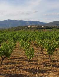 Chenin Blanc Loire Valley France New