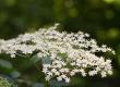 Elderflower