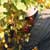 Make Your Own Wine