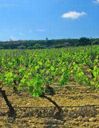 The Rioja Region & Wine Production