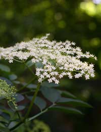 Elderberry Elderflower Wine Elderflower